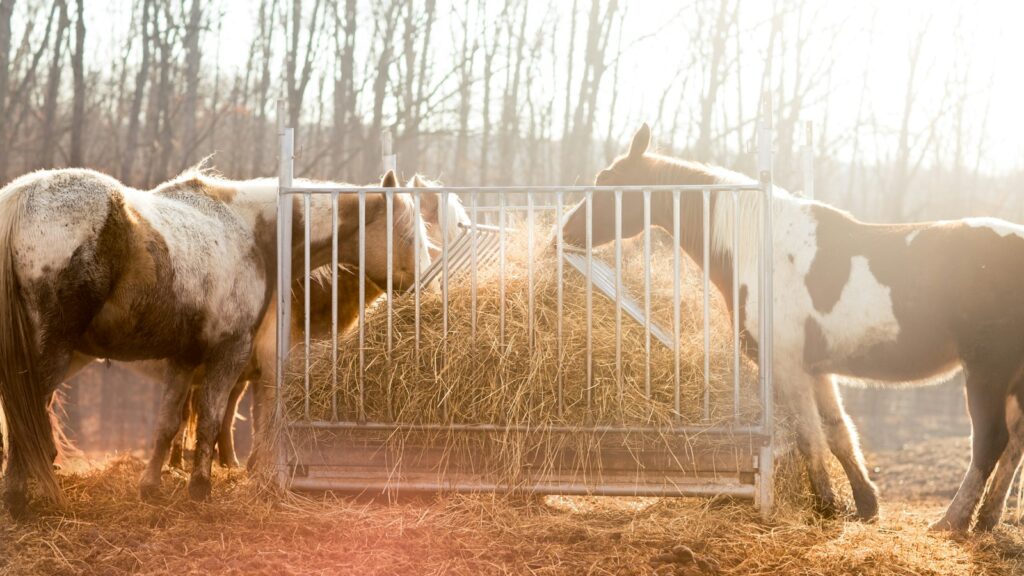 group of horse eating hay