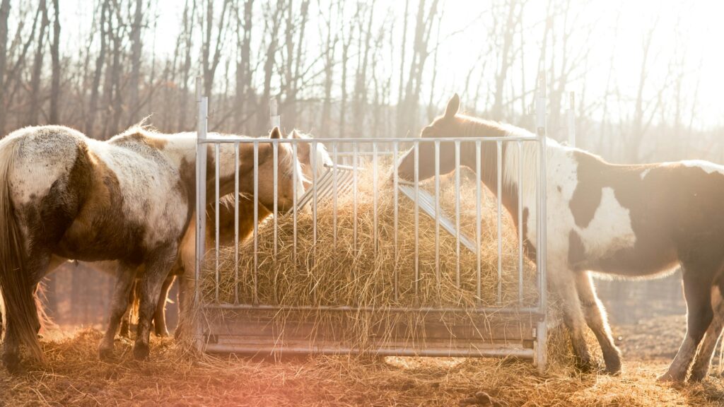 group of horse eating hay