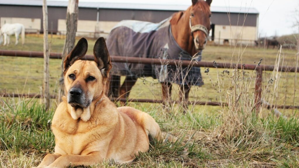 large-size short-coated tan dog