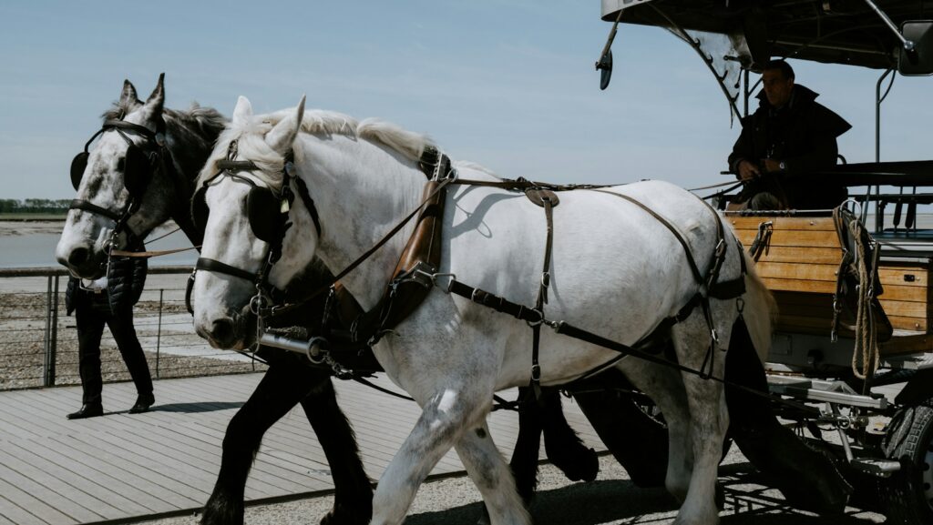 man riding carriage with two horses