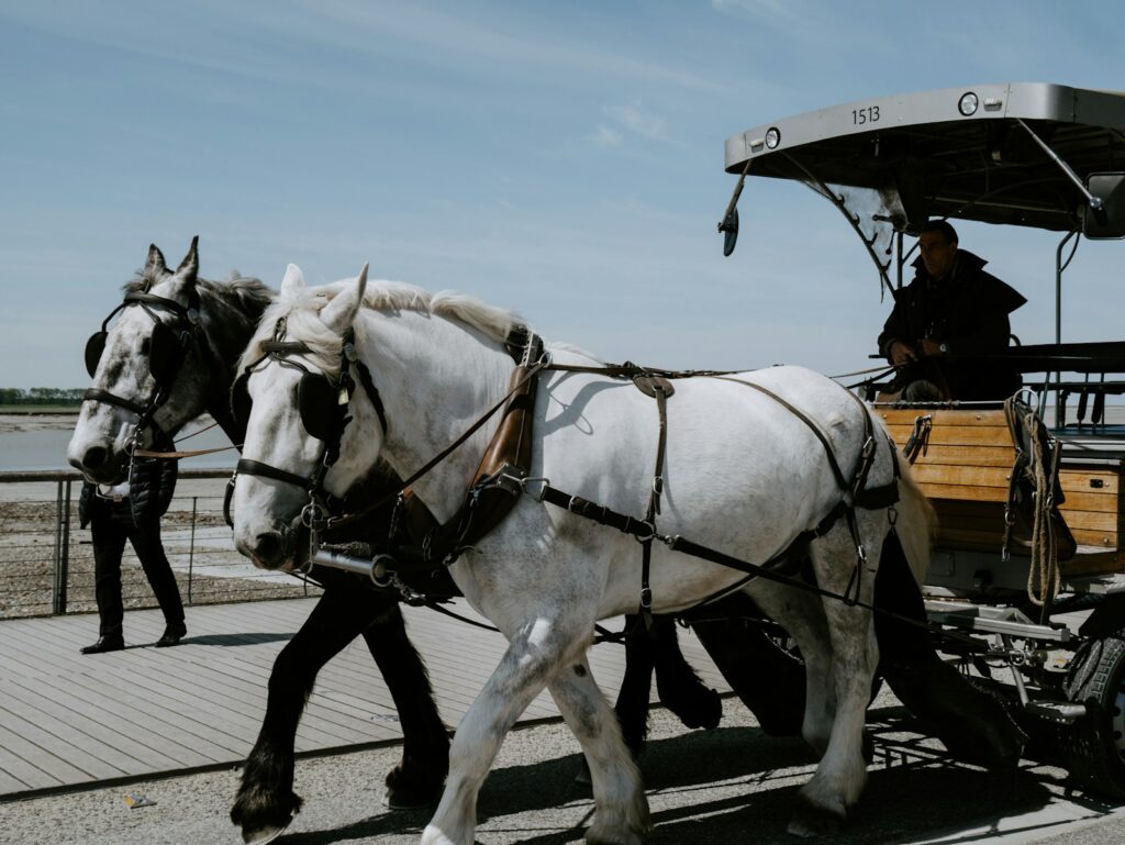 Man riding carriage with two horses