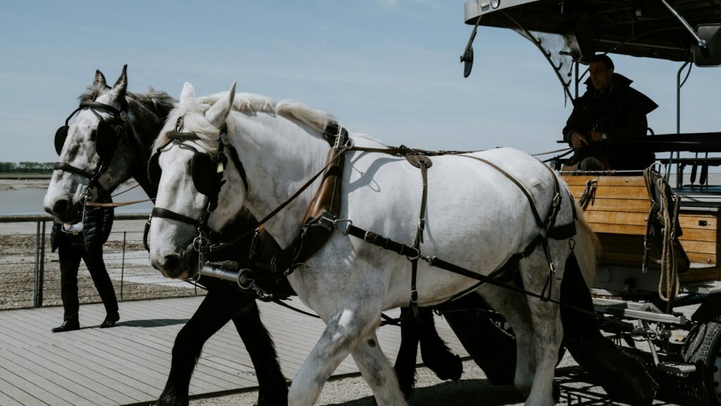 man riding carriage with two horses