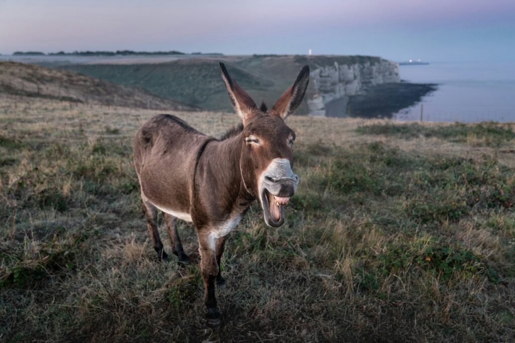 Brown donkey