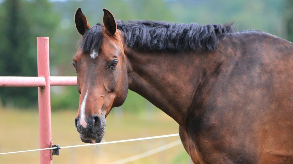 brown horse standing in the field