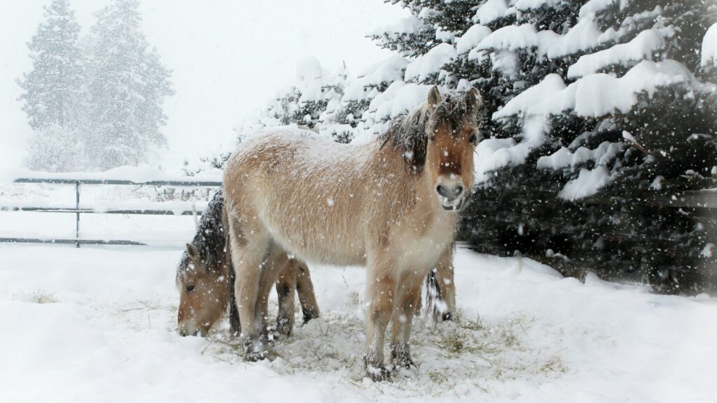 white and brown horse on snow covered ground during daytime