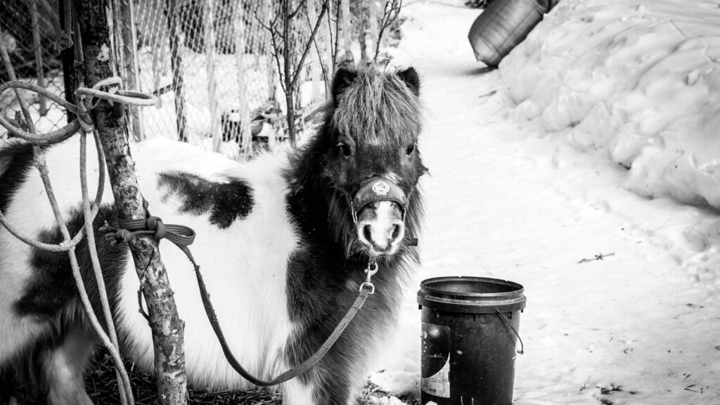 a black and white photo of a shetland pony