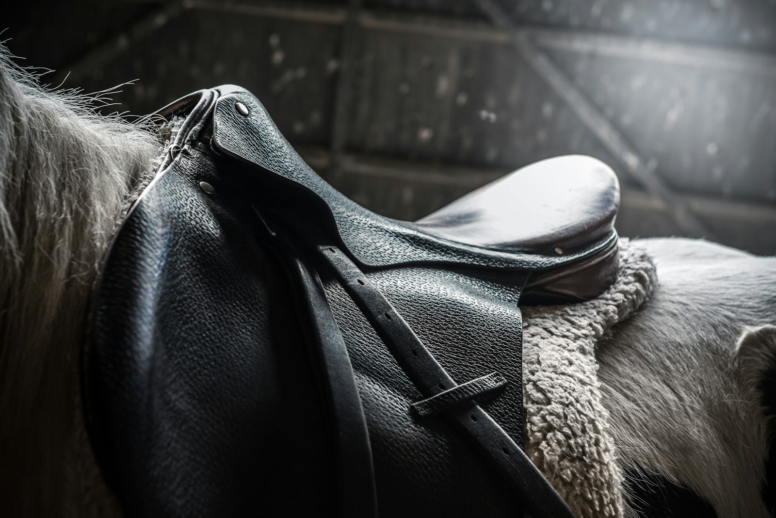 Horse with black leather saddle