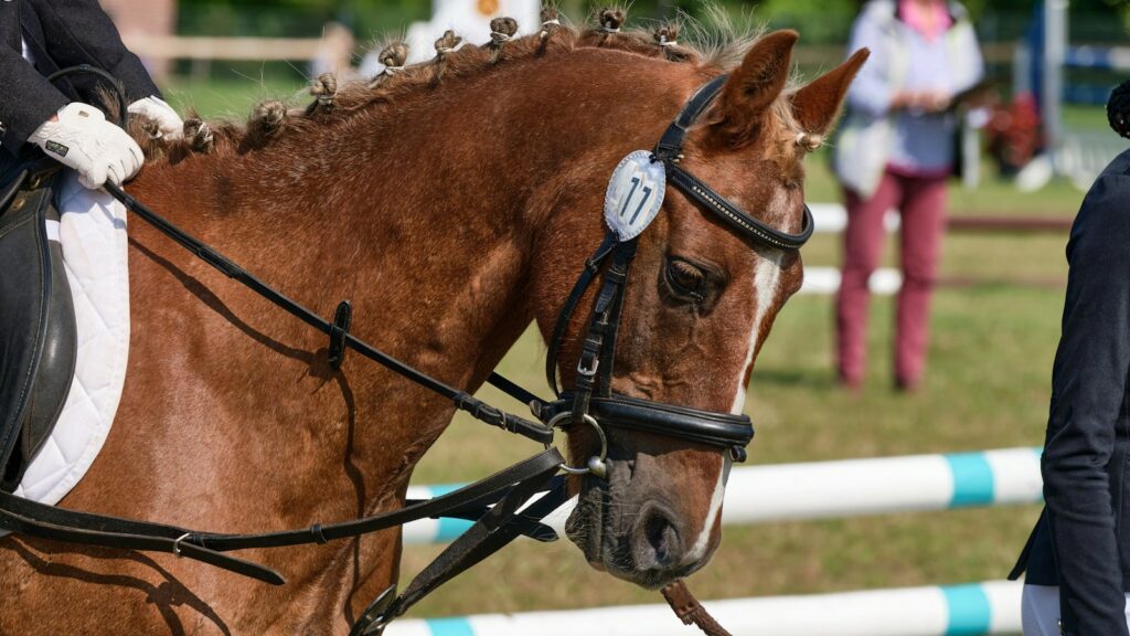 brown horse in close up photography