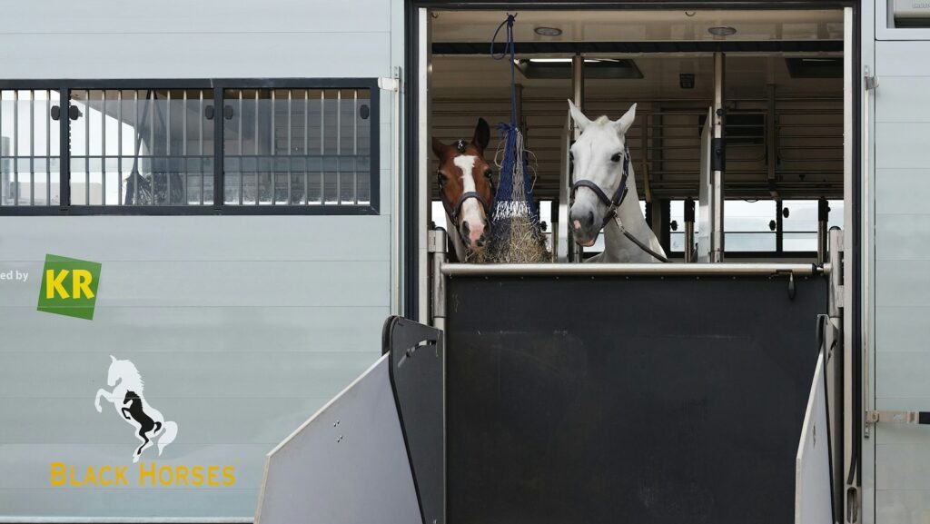 a couple of horses are standing in the back of a trailer
