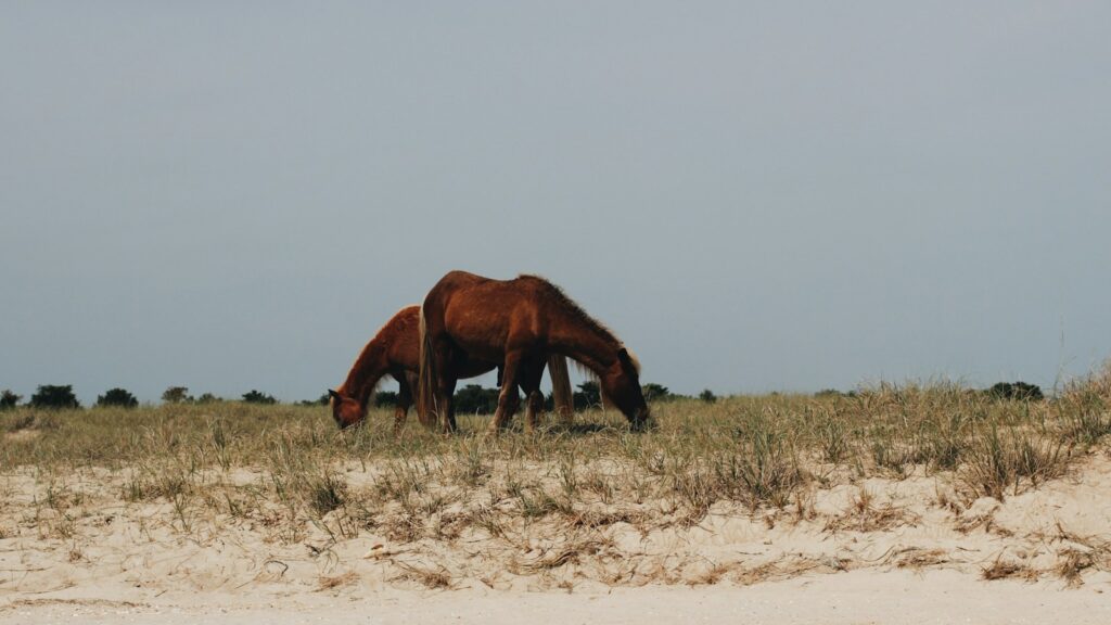 Two horses eating grass