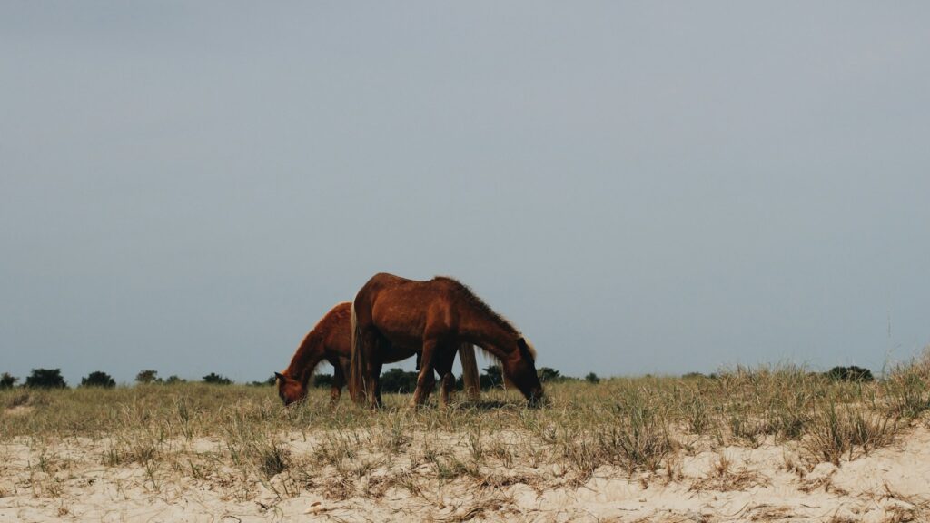 two horse eating grass