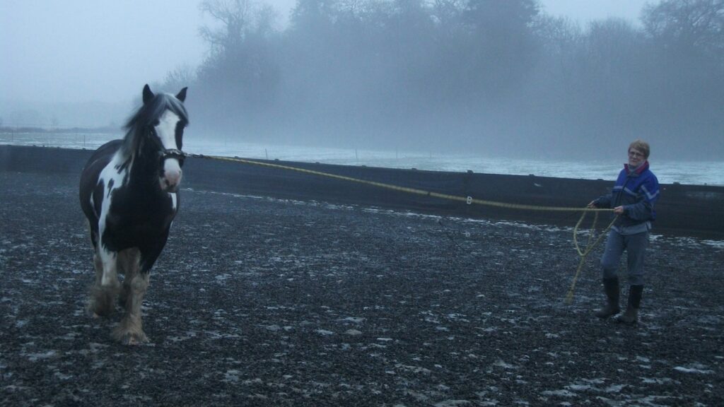 black and white horse running on gray asphalt road during daytime