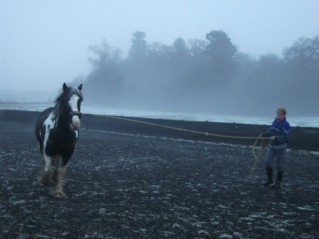 Black and white horse running on gray asphalt road during daytime