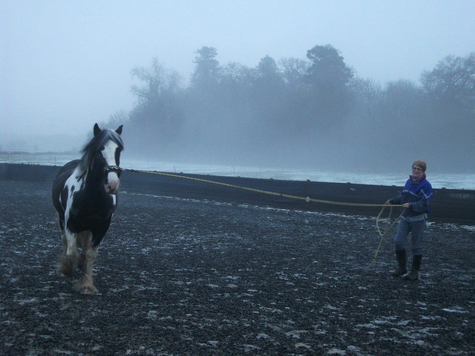 Black and white horse running on gray asphalt road during daytime