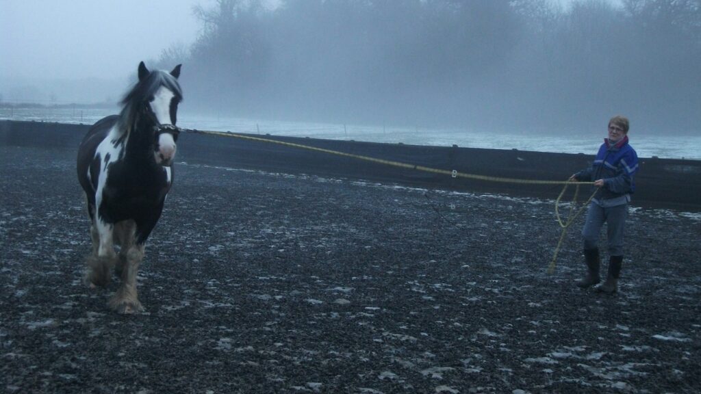 black and white horse running on gray asphalt road during daytime