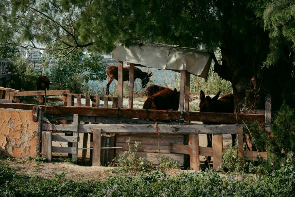 A group of horses standing on top of a wooden fence