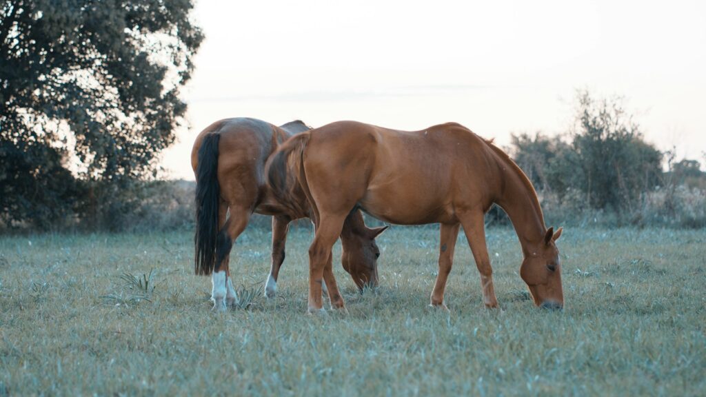 brown horse on green grass field during daytime