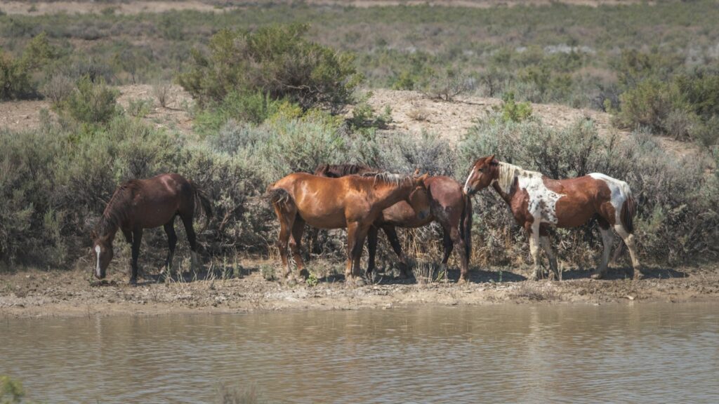 a group of horses standing next to a body of water