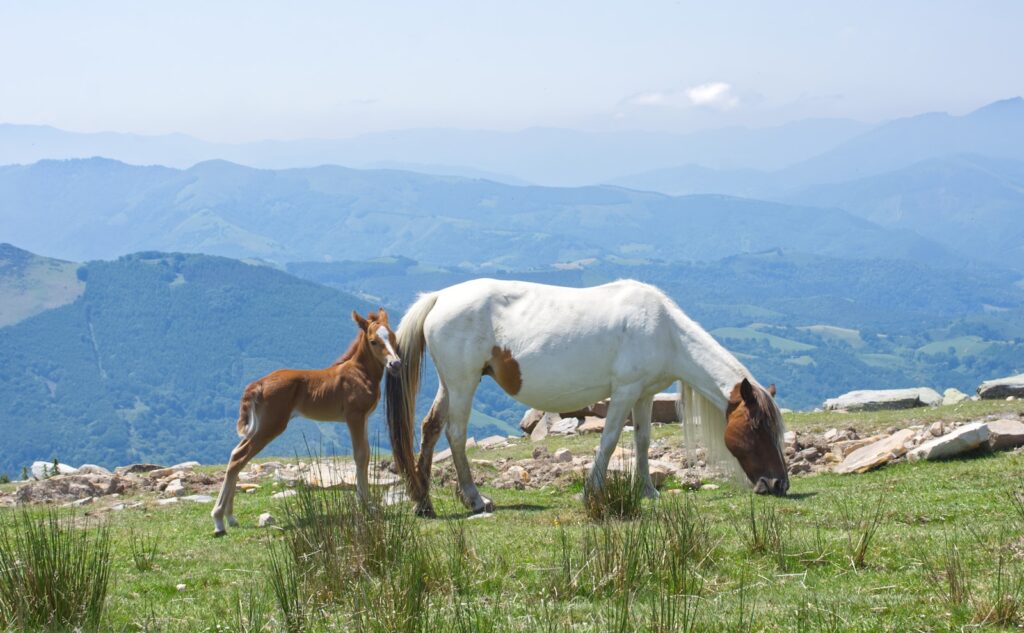 A couple of horses stand near each other