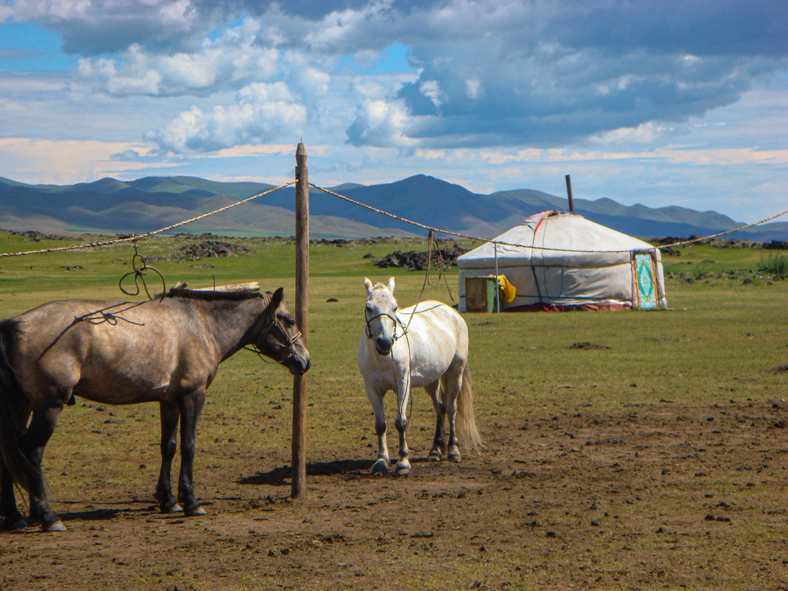 White horse on brown field under blue sky during daytime