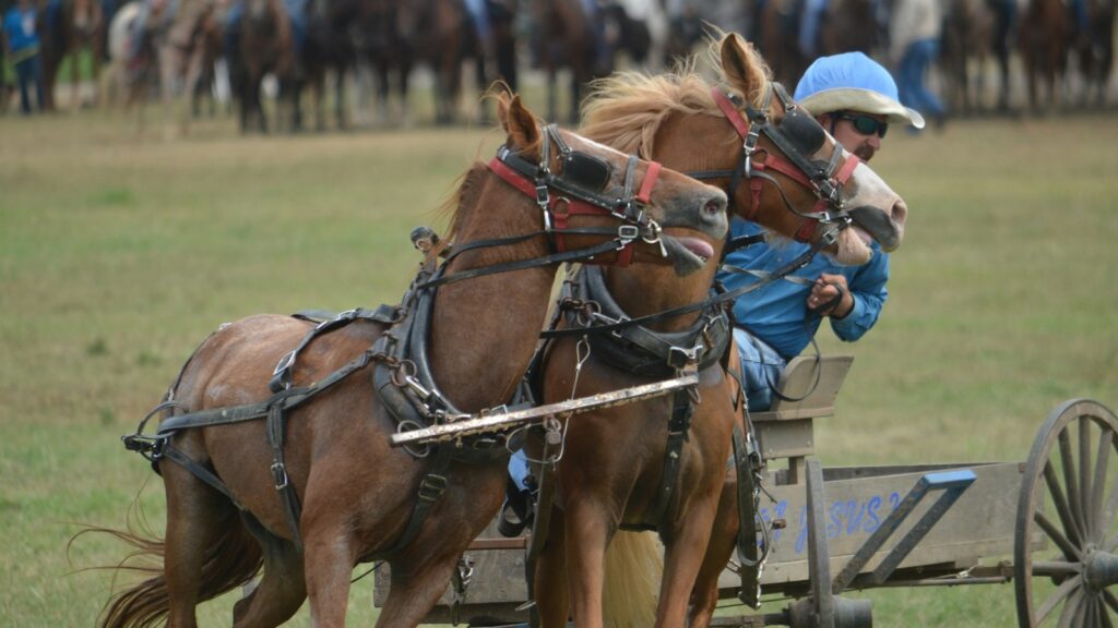 man riding two horses