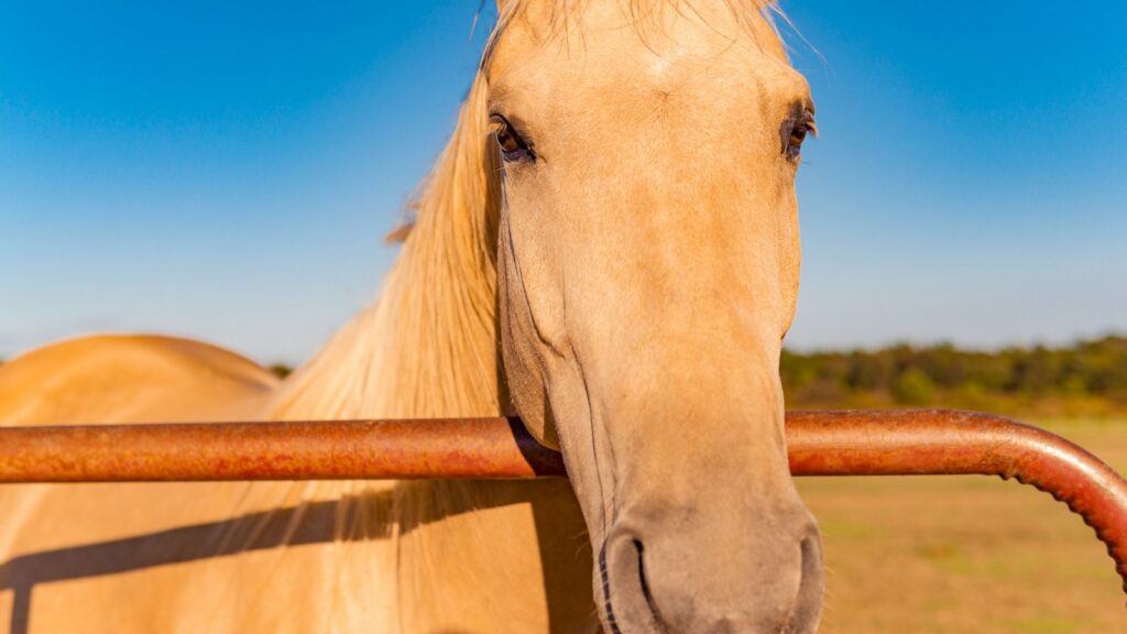 white horse in brown wooden fence during daytime