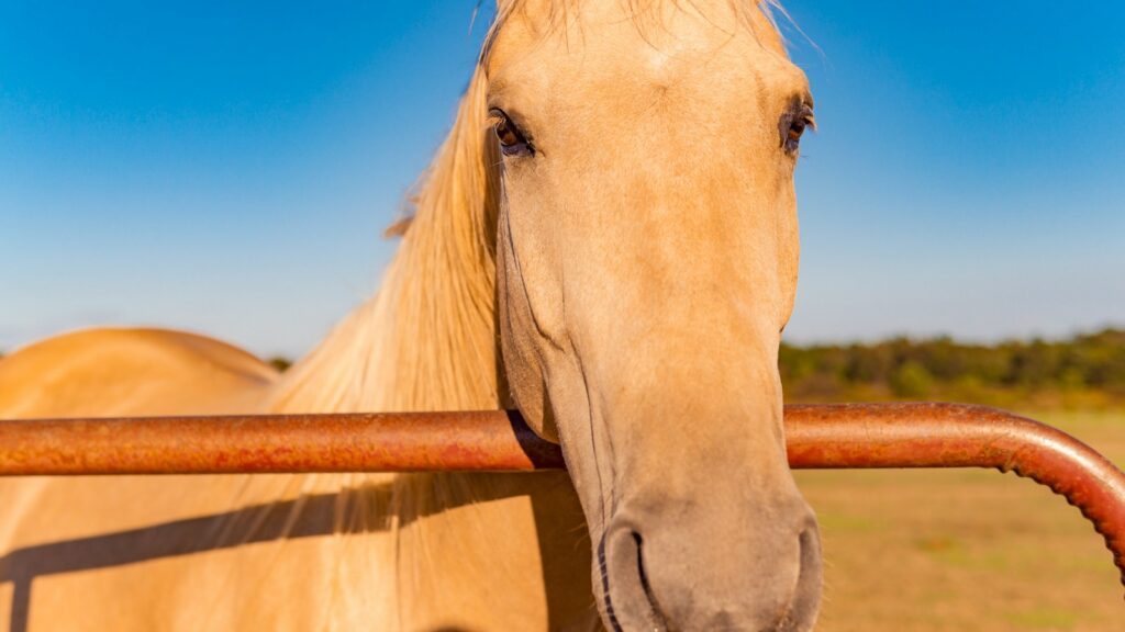 white horse in brown wooden fence during daytime
