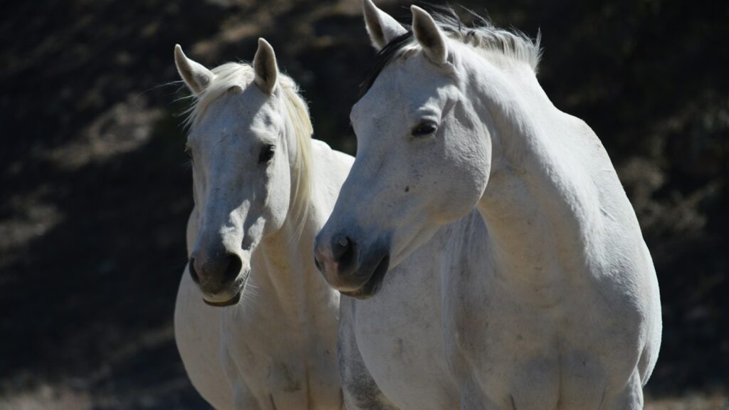 white horse on brown field during daytime