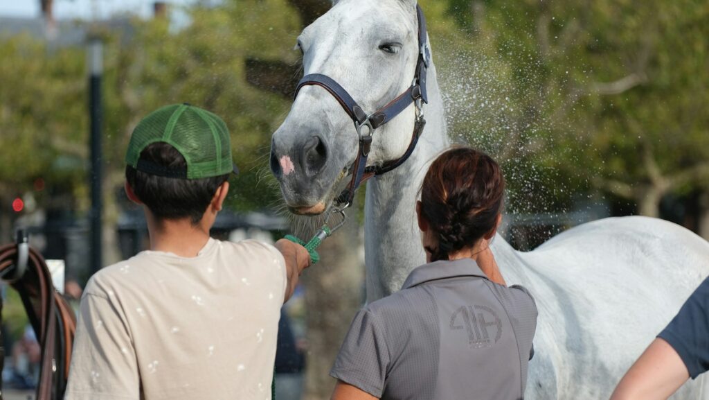 a white horse being sprayed by two people