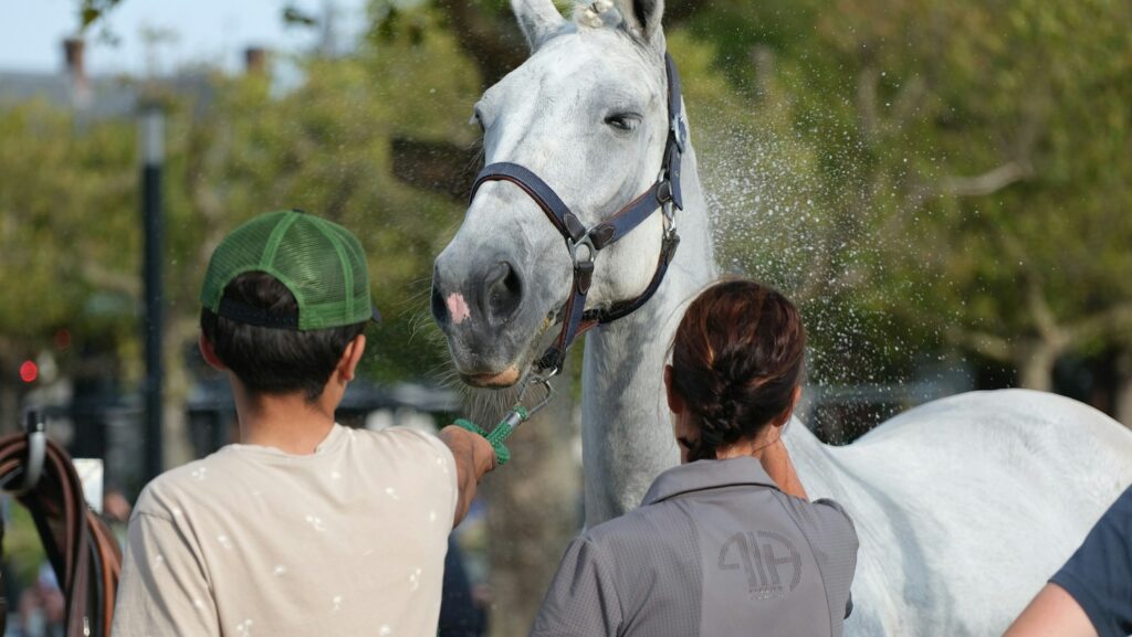 a white horse being sprayed by two people