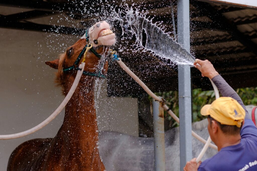 Man gives horse bath using garden hose