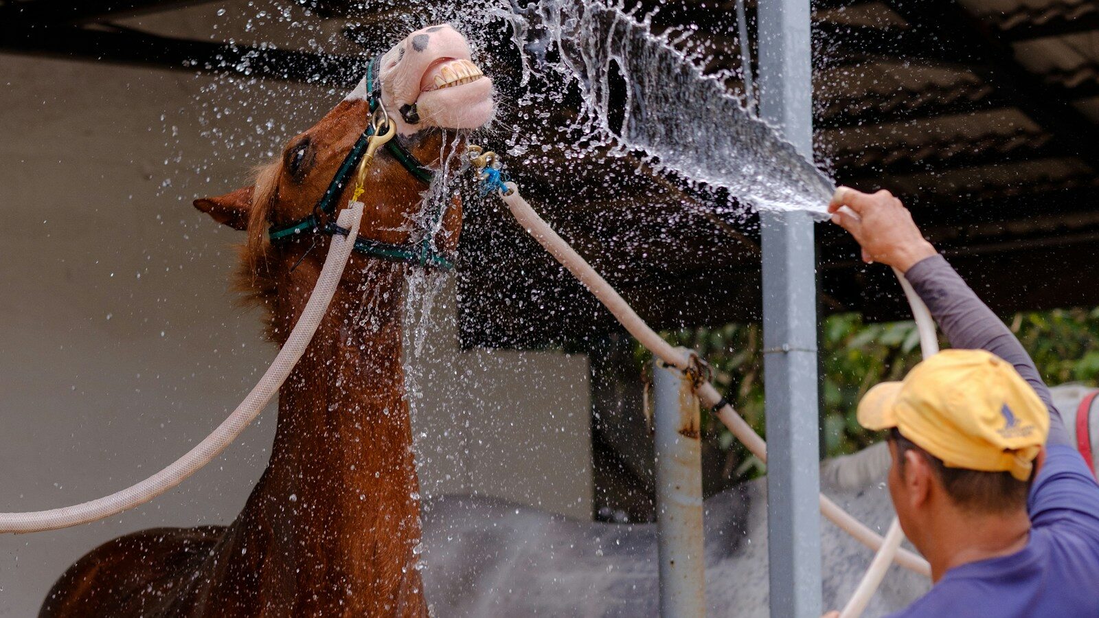 man gives horse bath using garden hose