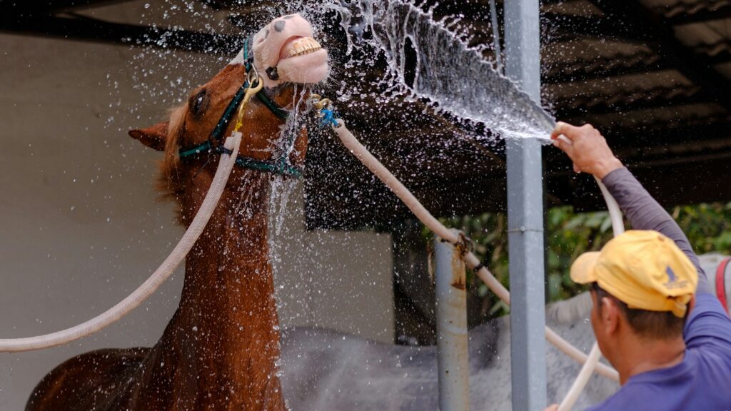 man gives horse bath using garden hose