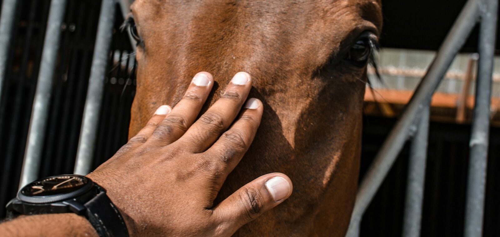 person touching brown horse