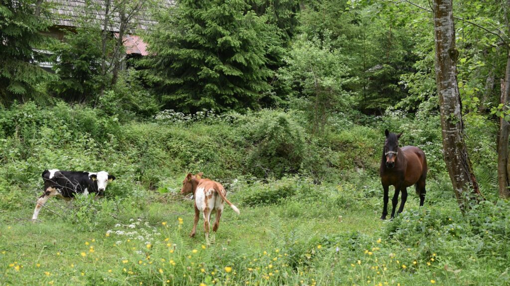a group of horses in a meadow