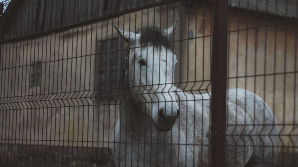 a white horse behind a fence in front of a building