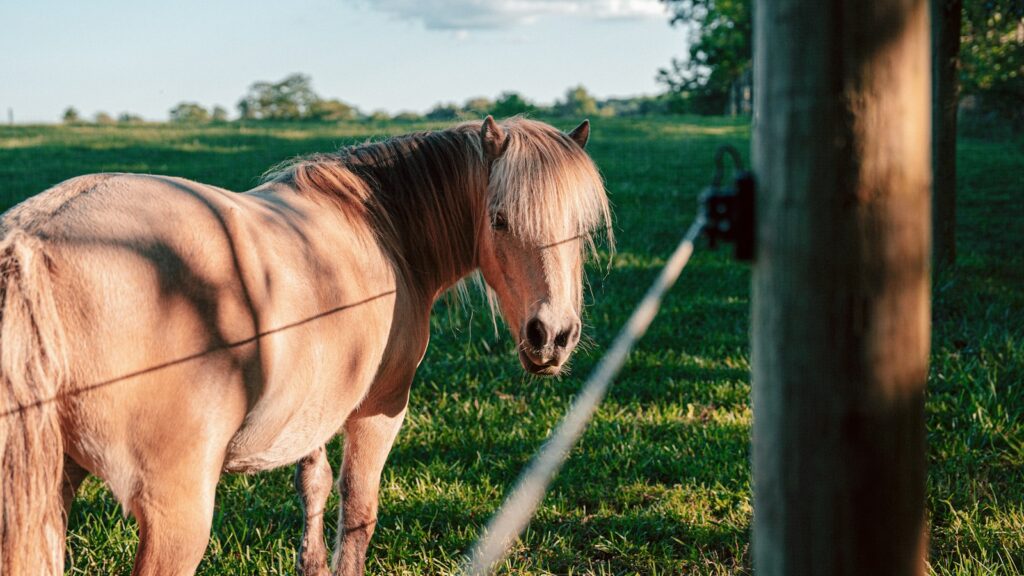 A brown horse standing on top of a lush green field