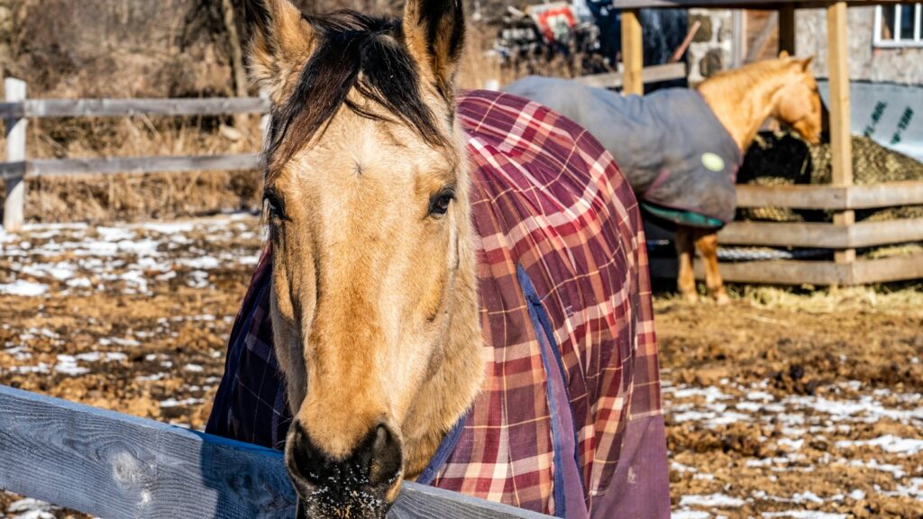 brown horse standing on brown soil during daytime
