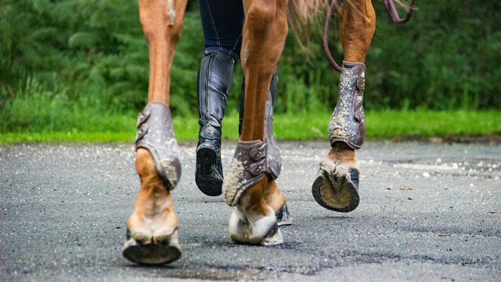 person in black pants and black shoes riding brown horse during daytime