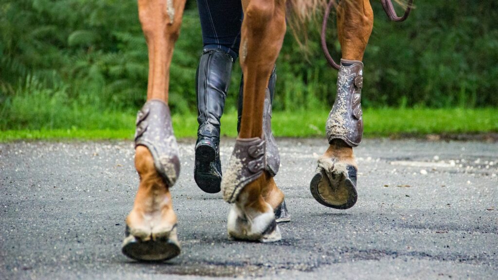 person in black pants and black shoes riding brown horse during daytime