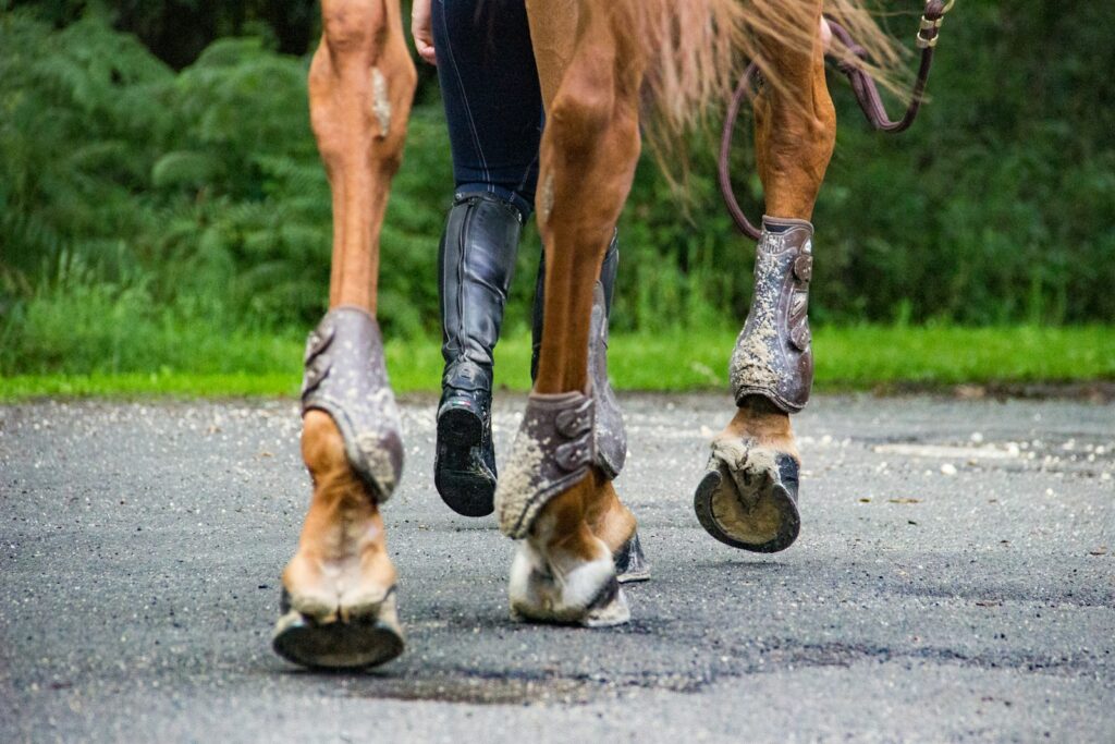 Brown horse during daytime