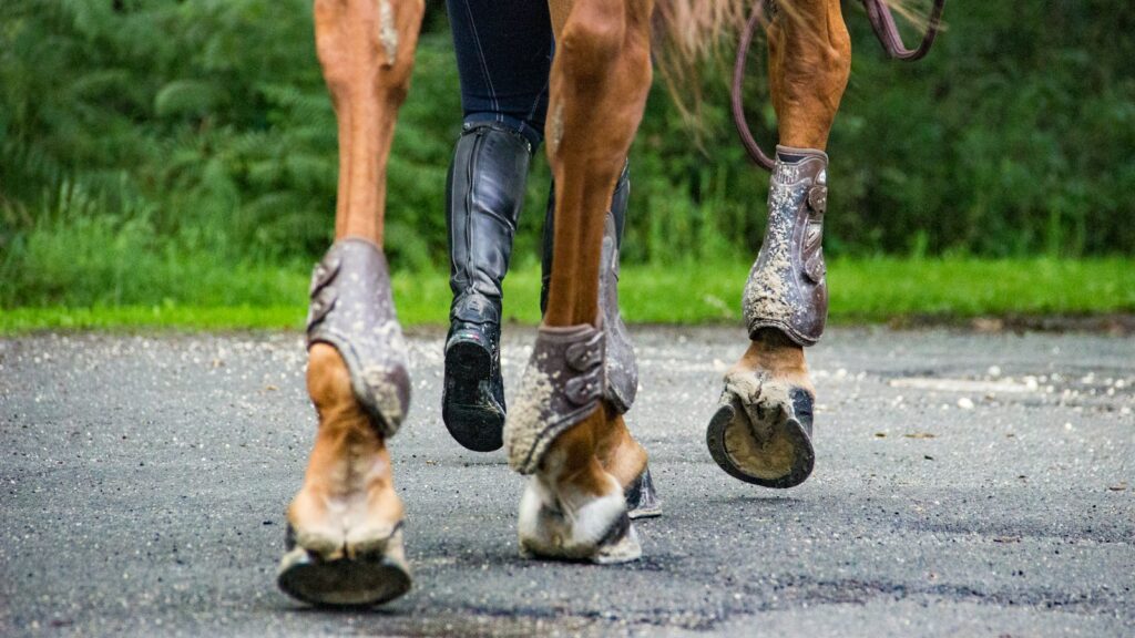 horse hooves with safety equipments