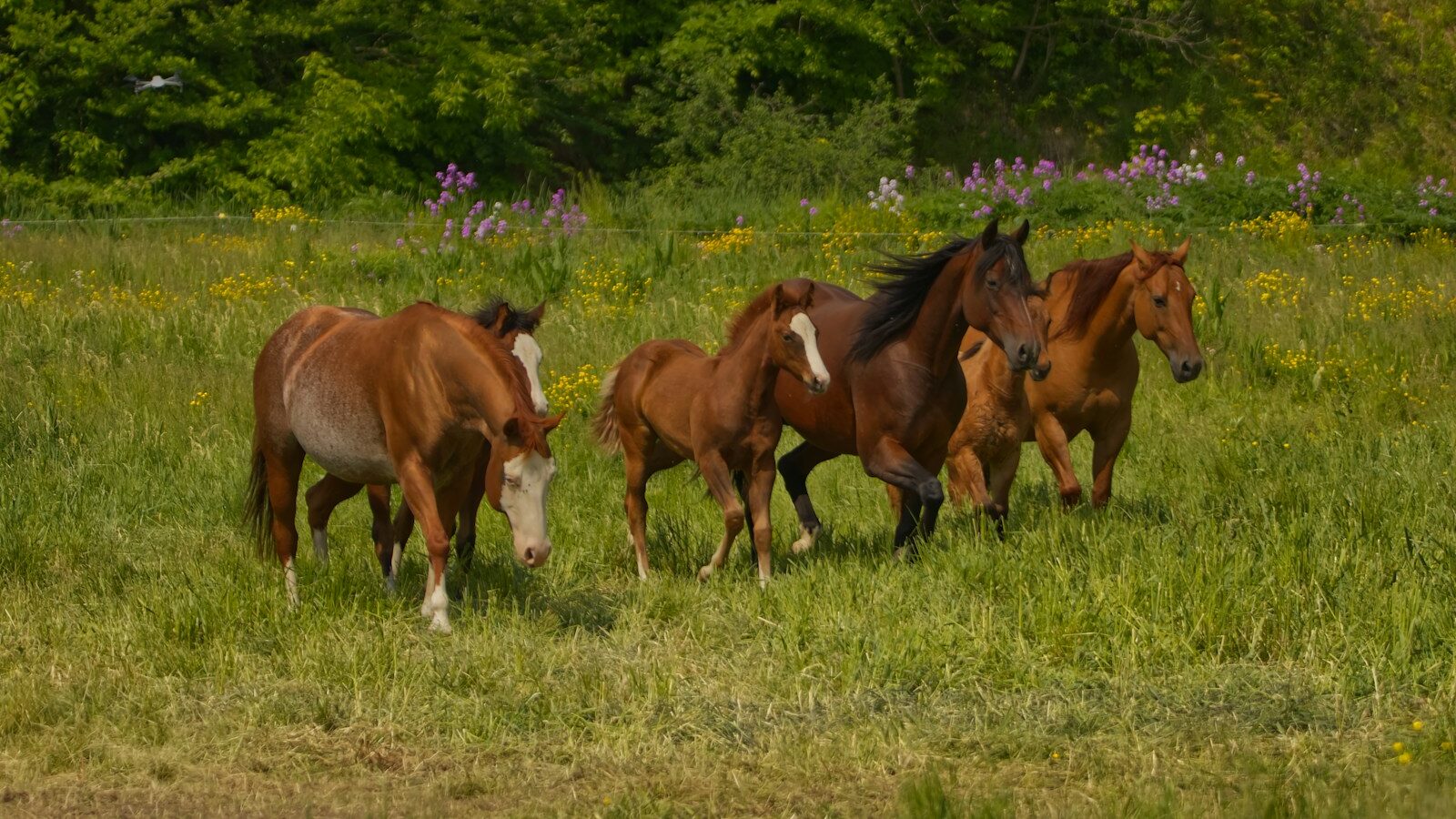 a group of horses running in a field