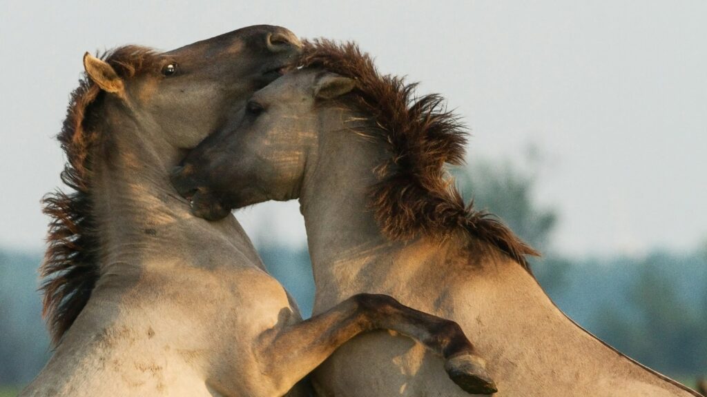 fighting horses