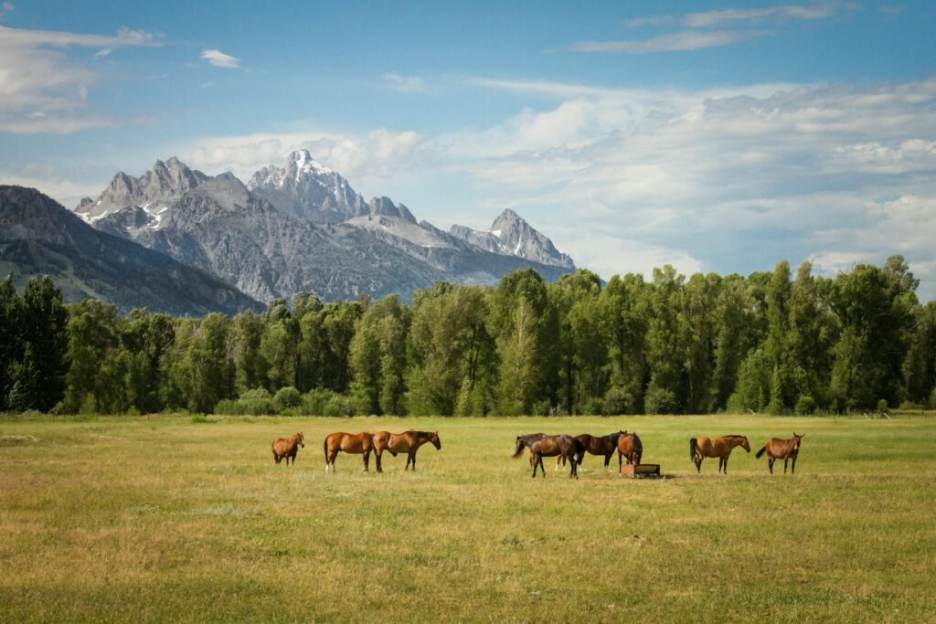 Group of horses standing on field