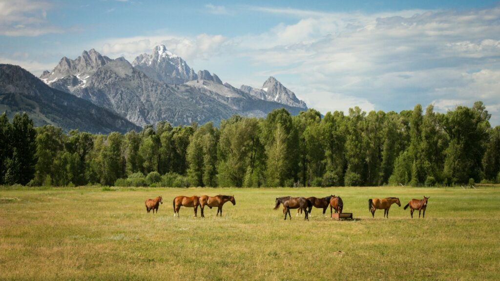 group of horses standing on field