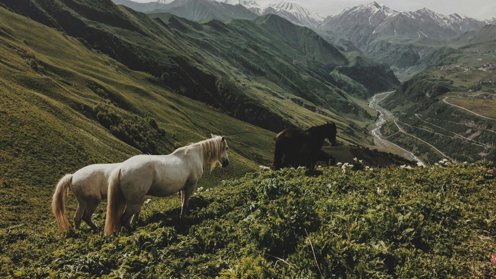 two white and one brown horses on green leafed plants