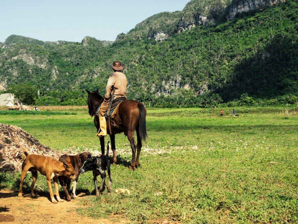 Man riding on brown horse in green field