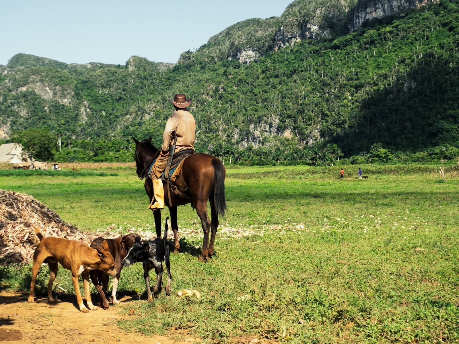 Man riding on brown horse in green field