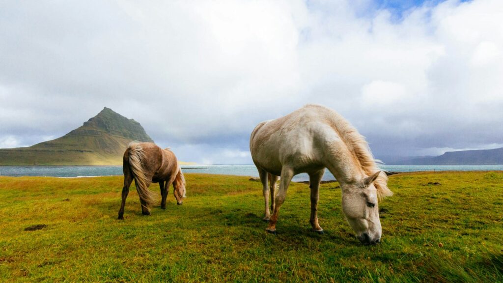 white and brown horses near body of water during daytime